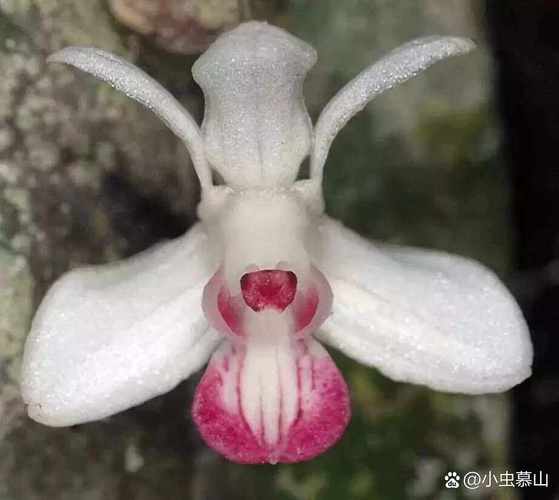 笑靥如花的靥指什么？看这篇全掌握！