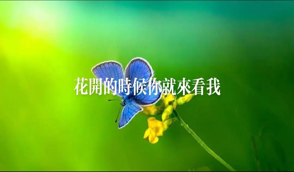 花开的时候你就来看我季节是啥时候？最佳时机别错过！