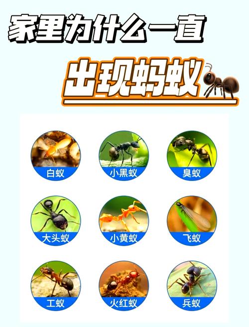 如何查到8月28日蚂蚁庄园答案？三步教你准确答题！