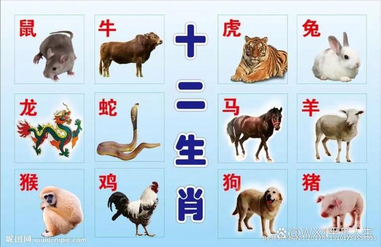 南方生肖指哪几个生肖？算命师傅常用这六个属相