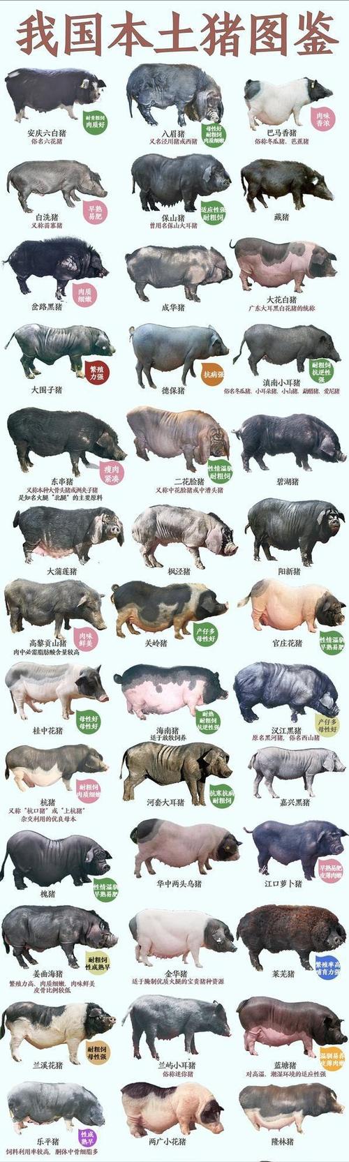 猪在什么时代被广泛养殖？(揭秘历史上的关键发展阶段)