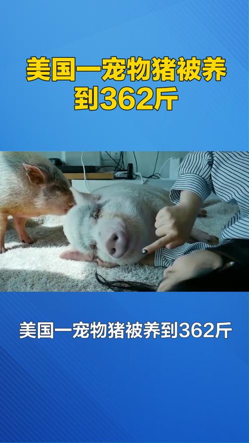 猪在什么时代被广泛养殖？(揭秘历史上的关键发展阶段)