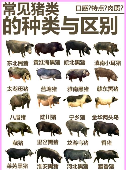 猪在什么时代被广泛养殖？(揭秘历史上的关键发展阶段)