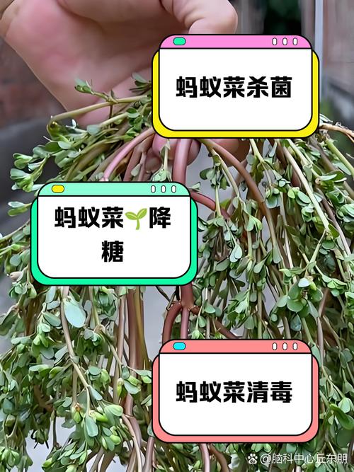 含盐量高的蔬菜蚂蚁庄园是什么？(带你了解趣味小游戏！)