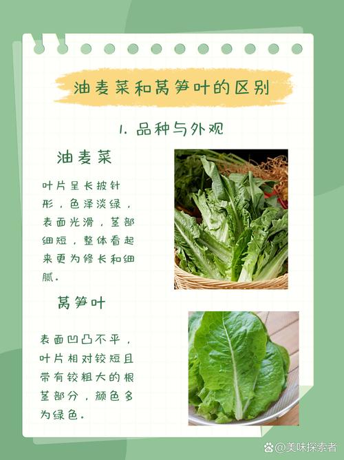 油麦菜和以下哪种蔬菜是亲戚？(家庭实用蔬菜选择建议！)