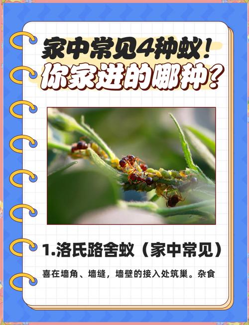 人们常说五福临门蚂蚁庄园快速集福？方法大全速学攻略！