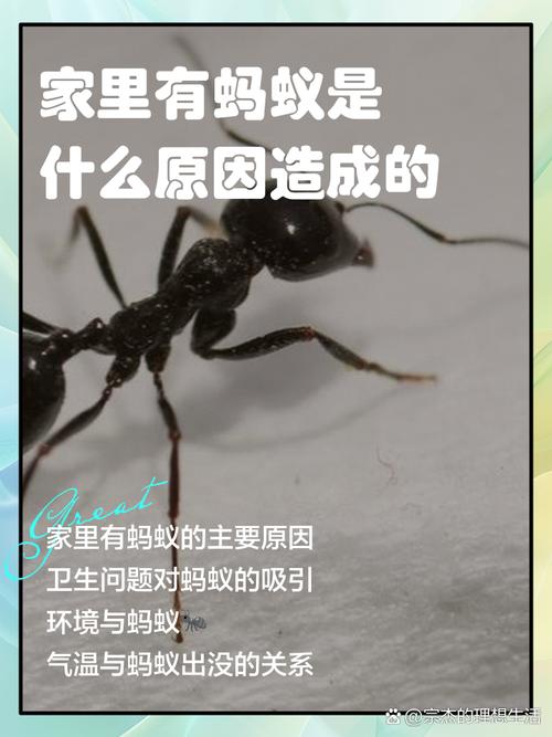 人们常说五福临门蚂蚁庄园快速集福？方法大全速学攻略！