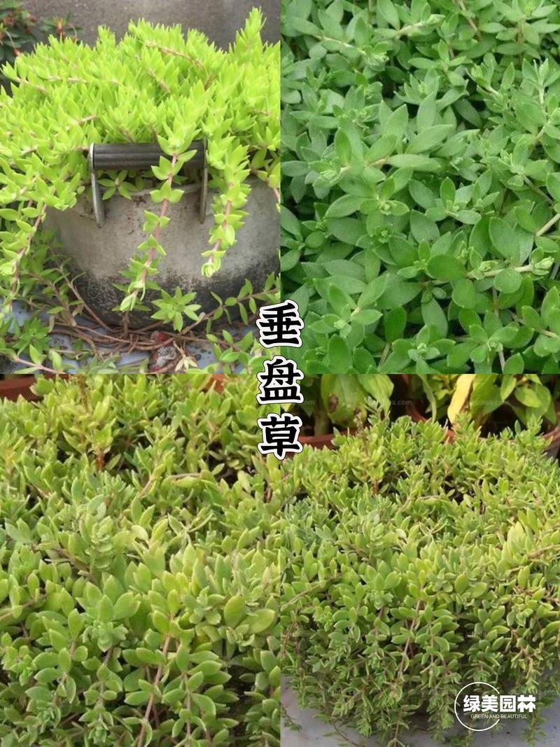 植物也怕痒哪种植物被称为痒痒树？生活中如何轻松找到它
