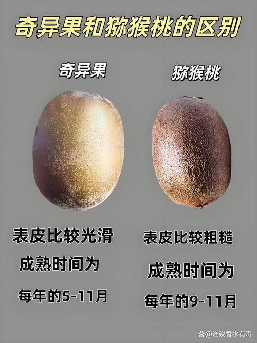 奇异果和猕猴桃是一种水果吗蚂蚁科普指南分享！