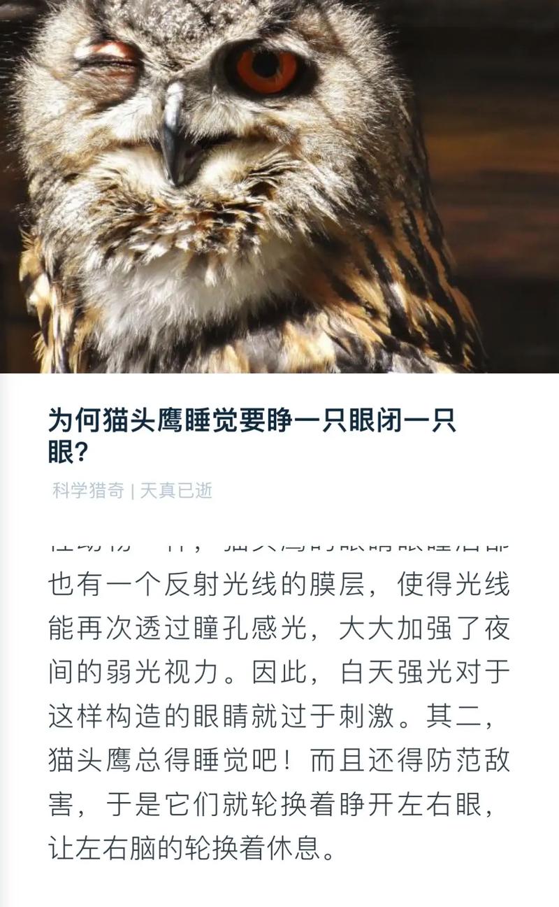什么动物是睁一只眼闭一只眼？看这些动物的睡觉防御妙招