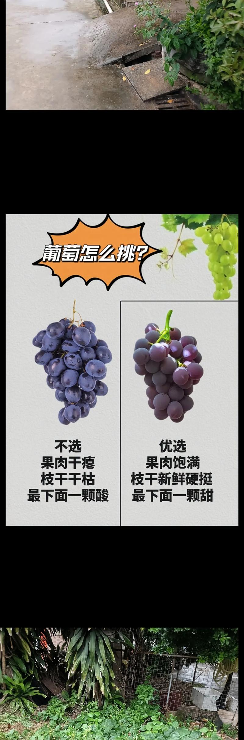 买新鲜葡萄挑选秘诀大揭秘，想要买到新鲜的葡萄可以挑选就靠它！