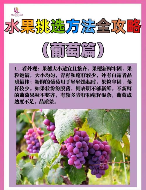 买新鲜葡萄挑选秘诀大揭秘，想要买到新鲜的葡萄可以挑选就靠它！