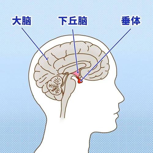 一个人一天大约分泌多少口水？避免误区的健康常识总结！