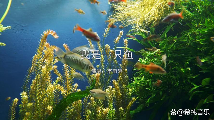 我是一只鱼教育意义大？助力孩子成长方法！