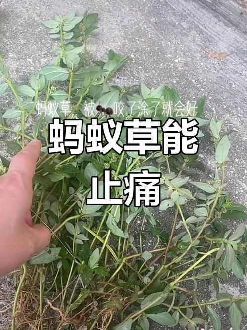 以下哪种植物不适合蚂蚁庄园？这三种千万别放蚂蚁窝！
