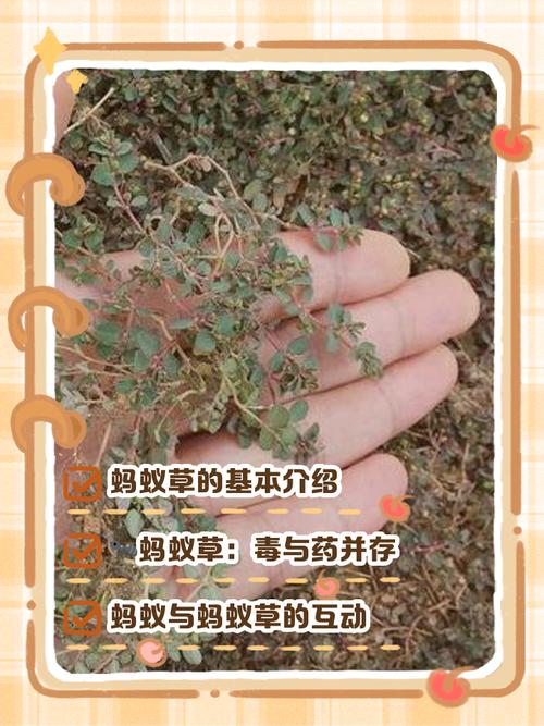 以下哪种植物不适合蚂蚁庄园？这三种千万别放蚂蚁窝！
