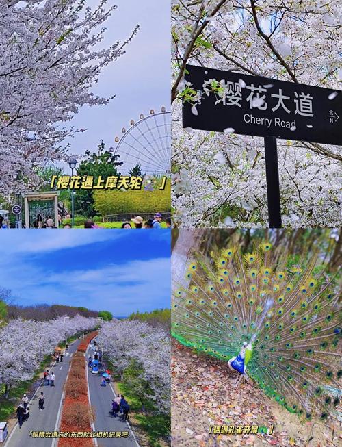 樱花的秘密哪里体验最佳？国内5大景点推荐