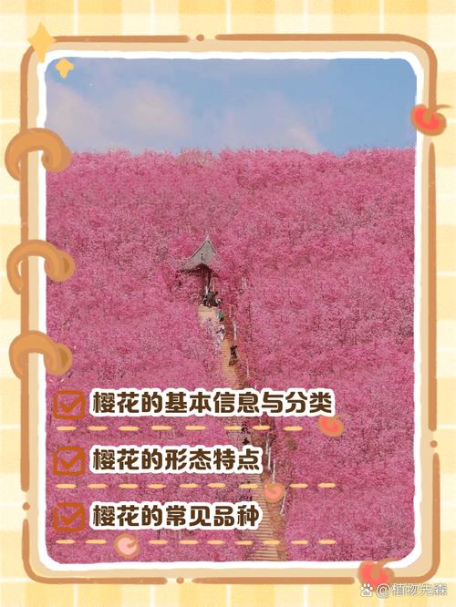 樱花的秘密哪里体验最佳？国内5大景点推荐