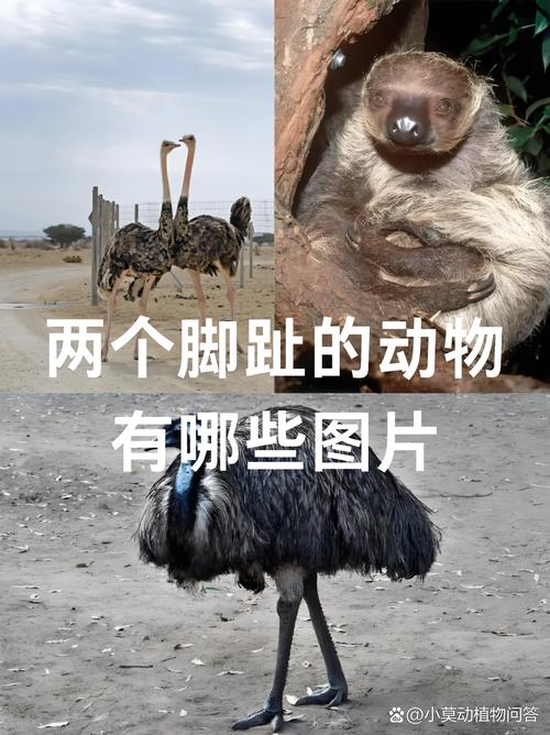 动物腿脚大不同：每脚单趾的物种进化史揭秘