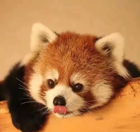 棕色的小熊猫多少钱一只？别冲动购买先看这几点！