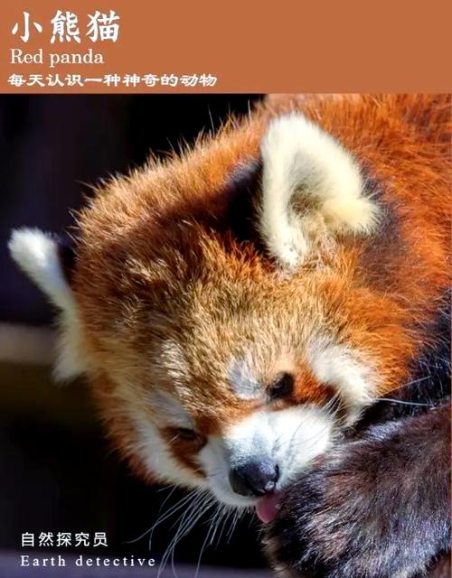 棕色的小熊猫多少钱一只？别冲动购买先看这几点！