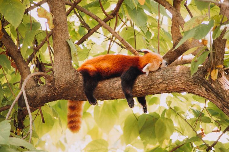 棕色的小熊猫多少钱一只？别冲动购买先看这几点！