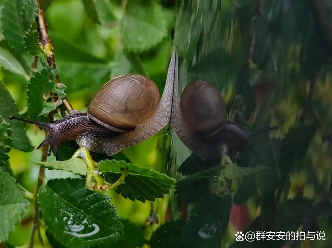 雨后蜗牛爬墙怎么处理？(家长必学简单环保方法)