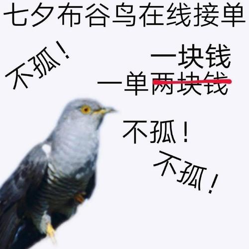 布谷鸟七夕是什么梗？原来这个谐音暗藏脱单玄机！