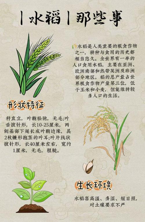 水稻主要成分是什么？(详解淀粉蛋白质等关键元素)