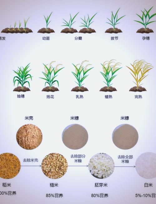 水稻主要成分是什么？(详解淀粉蛋白质等关键元素)