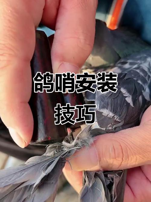 鸽子哨怎么带效果更好？3个技巧快速提升成功率！