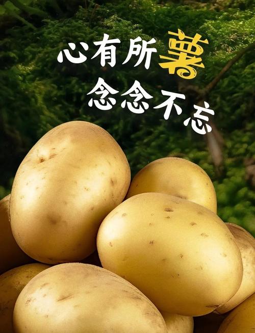 土豆去广告效果如何？(实际测试告诉你好处对比)
