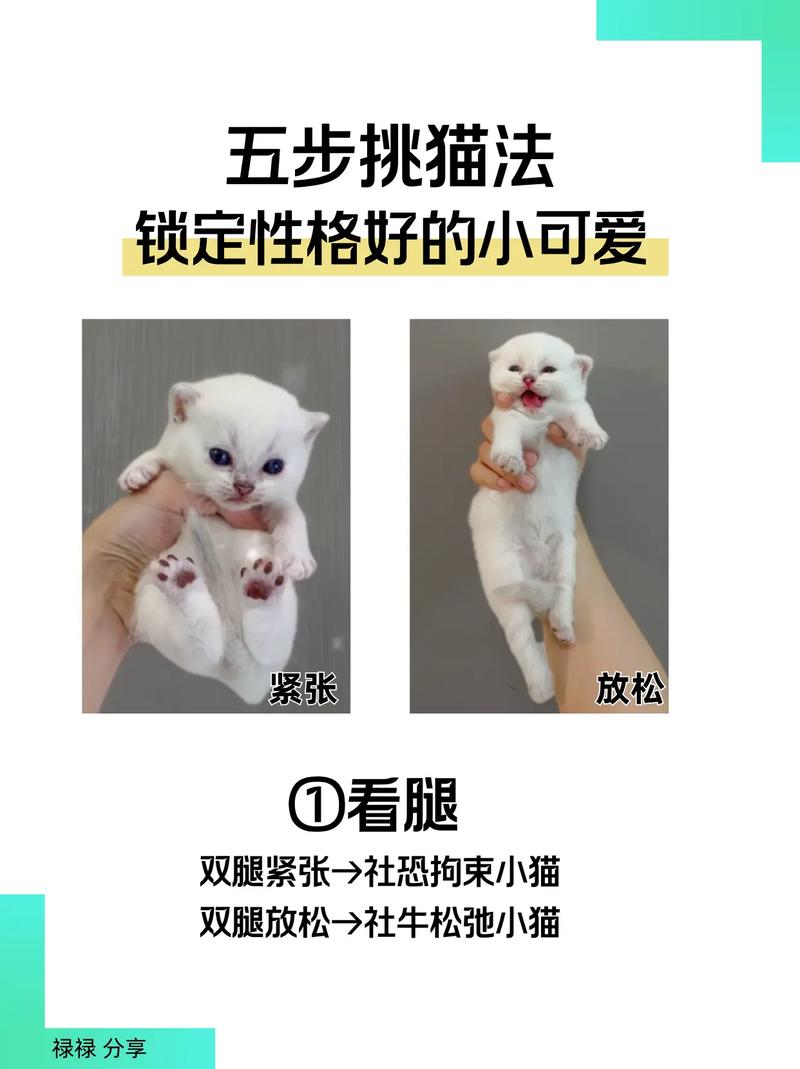 喵喵在哪抓位置选？行家推荐最佳抓喵地点