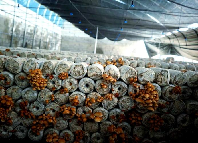 滑子菇栽培多久能收成？掌握这4个周期管理方法