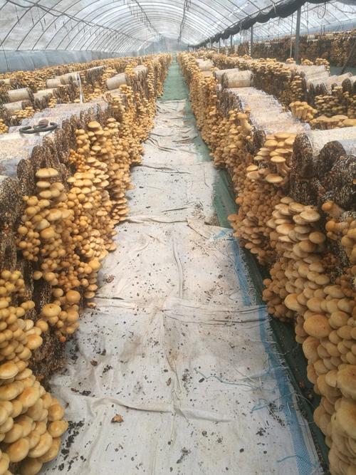 滑子菇栽培多久能收成？掌握这4个周期管理方法