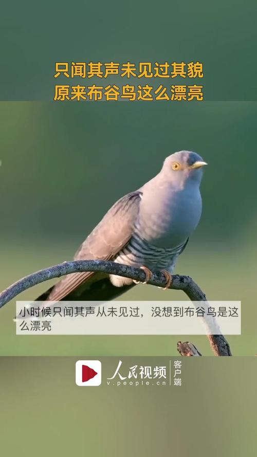 七夕布谷鸟最适合谁使用？单身情侣的玩法对比推荐！