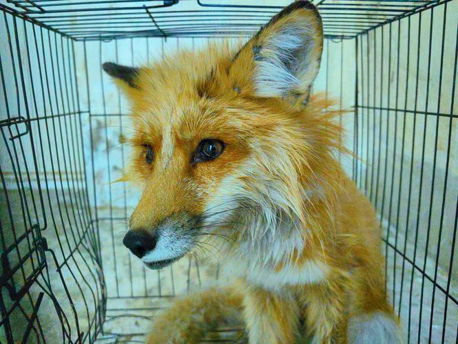 火狐绿色版是啥?你真的懂这个免安装浏览器吗?