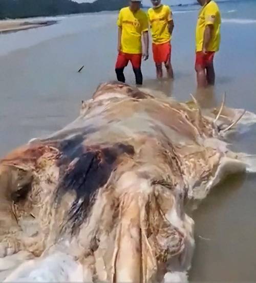 漂浮的残骸从何而来?真相远比想象更揪心