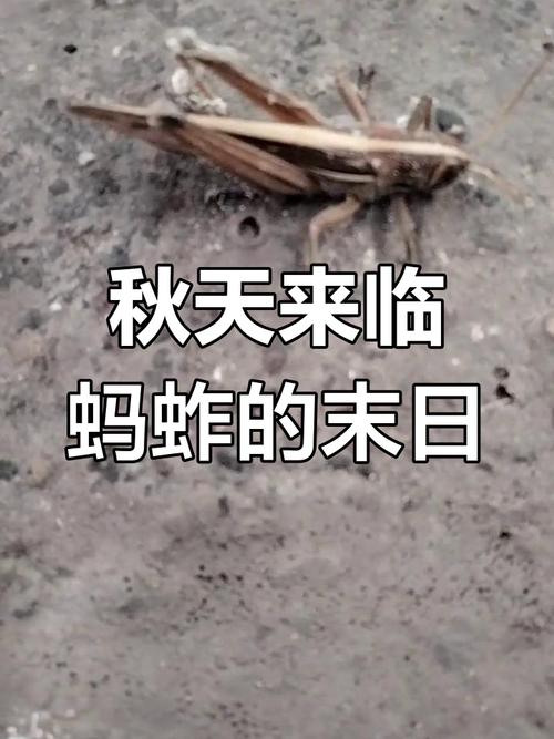 蚱蜢闹翻天是什么情况?惊人全过程曝光揭秘