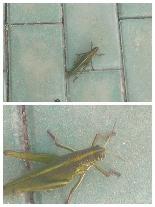 蚱蜢闹翻天是什么情况?惊人全过程曝光揭秘