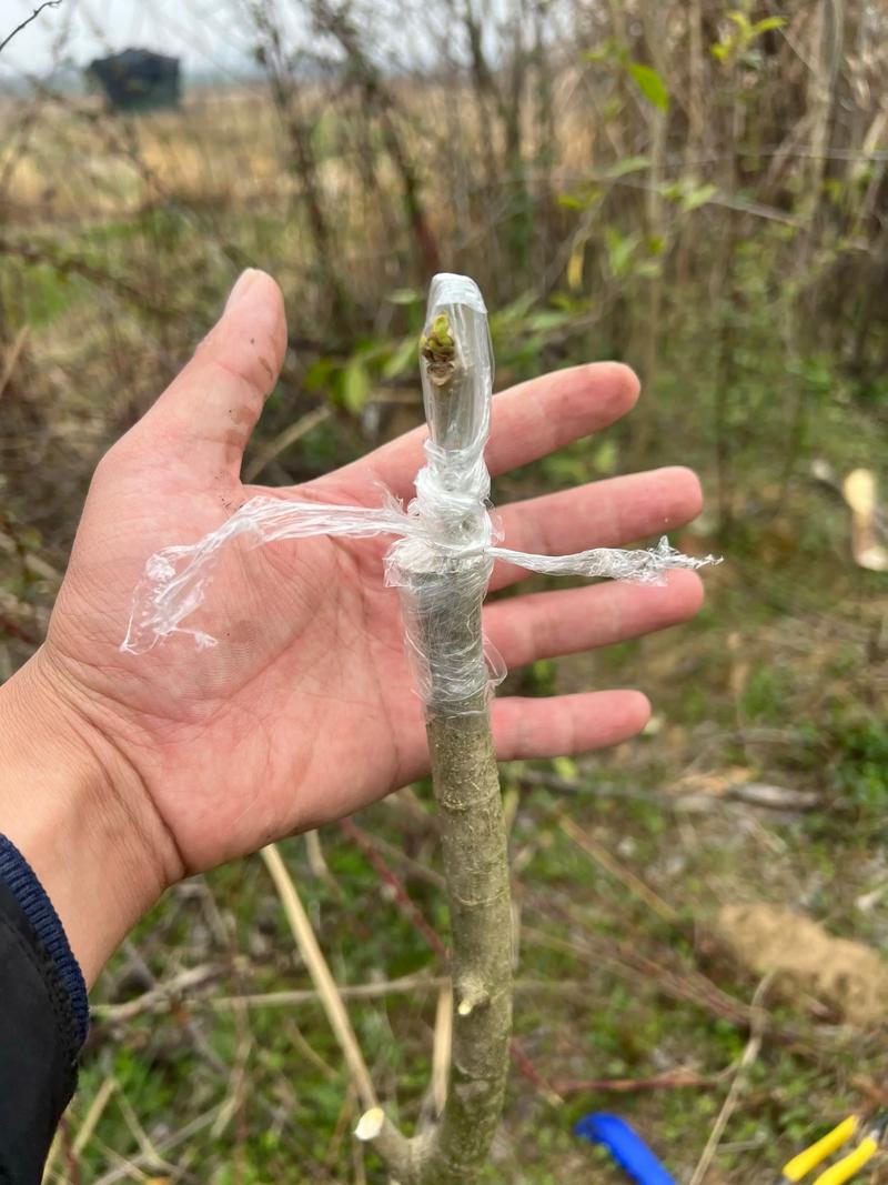 天山移花接木怎么用效果好？专家教你避坑技巧！