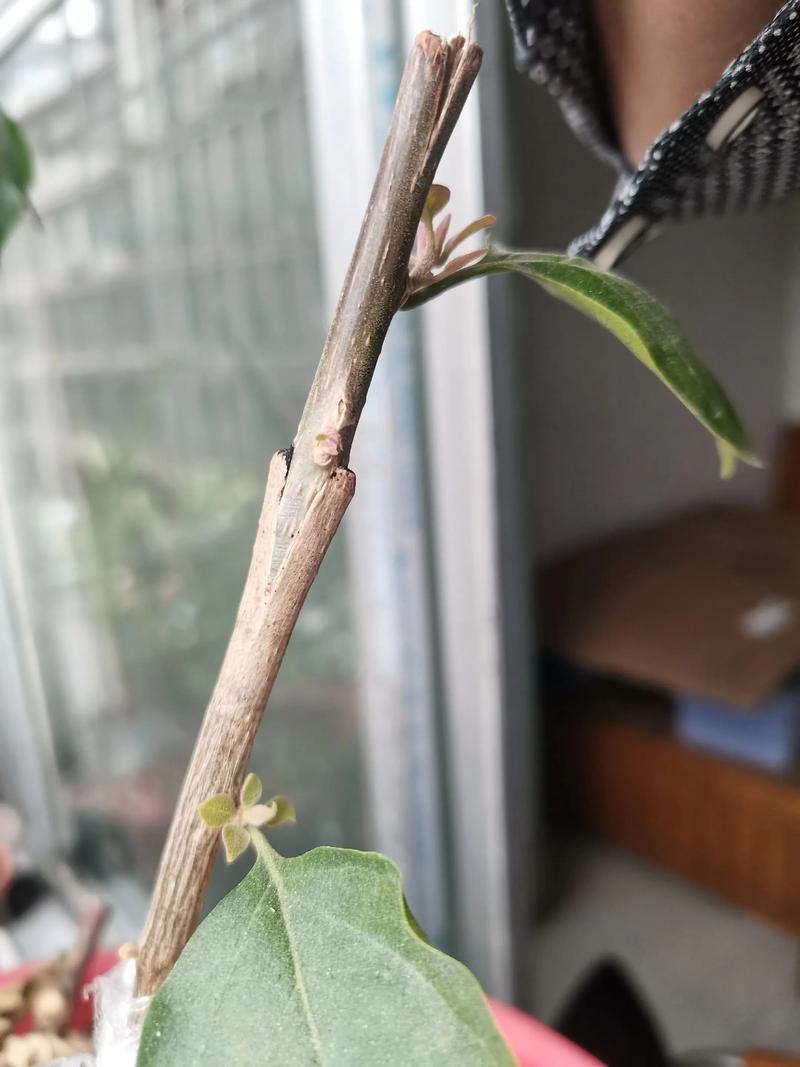 天山移花接木怎么用效果好?专家教你避坑技巧!