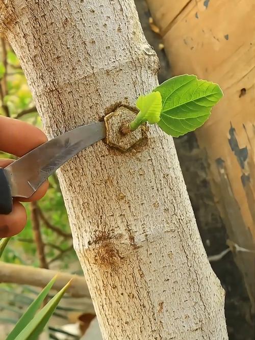 天山移花接木怎么用效果好?专家教你避坑技巧!