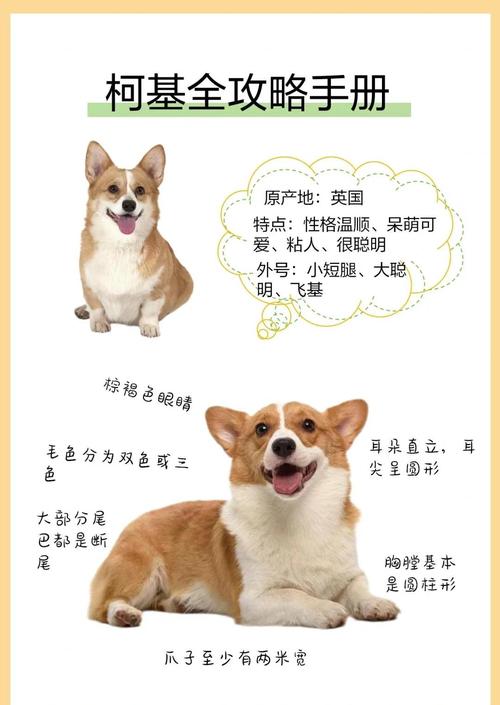 柯基犬的好处有哪些？5大优势带你看萌宠魅力！