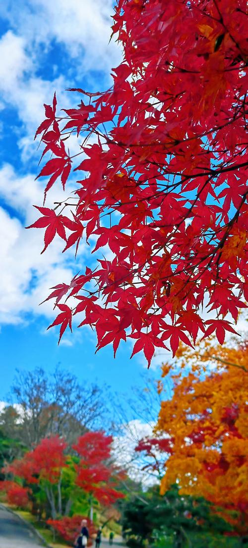 如何欣赏霜叶红于二月花?旅行专家推荐实用路线!