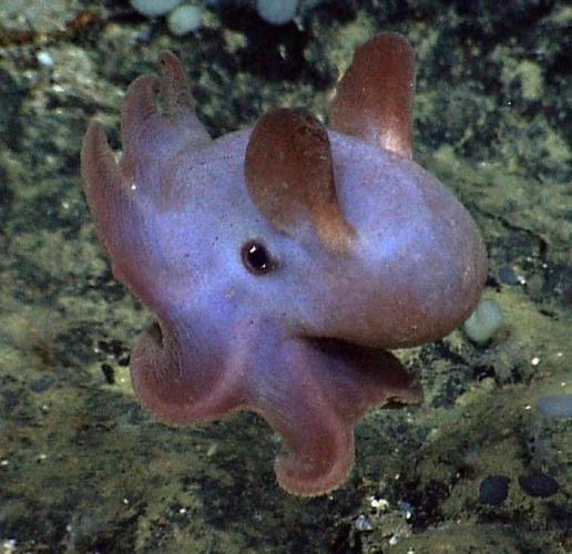 小飞象章鱼吃什么食物？探索其独特饮食方式！