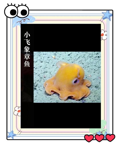 小飞象章鱼吃什么食物?探索其独特饮食方式!