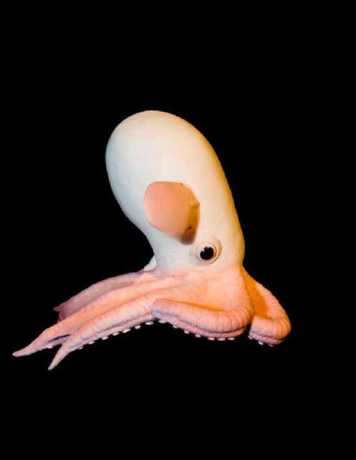 小飞象章鱼吃什么食物?探索其独特饮食方式!