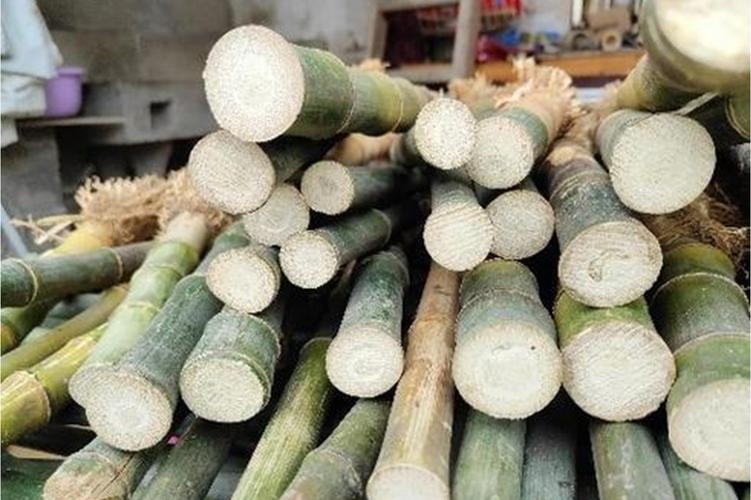 竹子实际上比木头强？对比5大优势意想不到