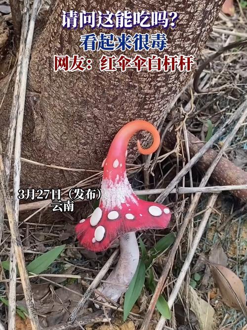 红伞伞白杆杆的危害？必看防范误食小技巧！